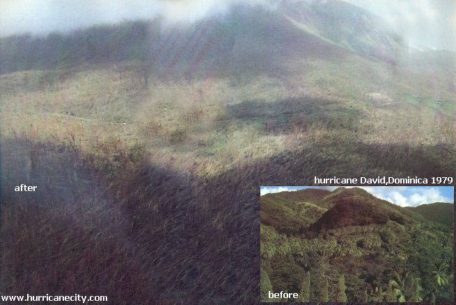 Before and after image of trees in Dominica from David in 1979 Before and after image of trees in Dominica from David in 1979